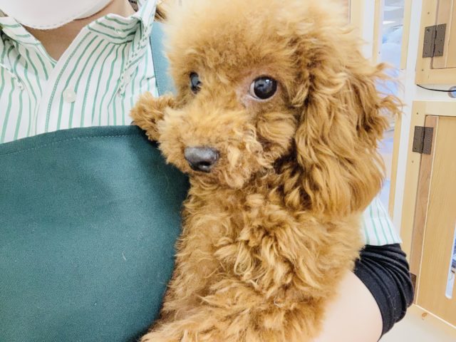 トイプードル
