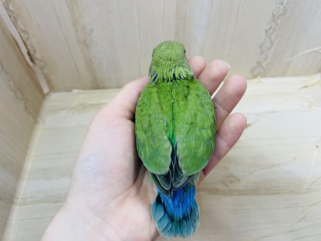 コザクラインコ（小桜インコ）