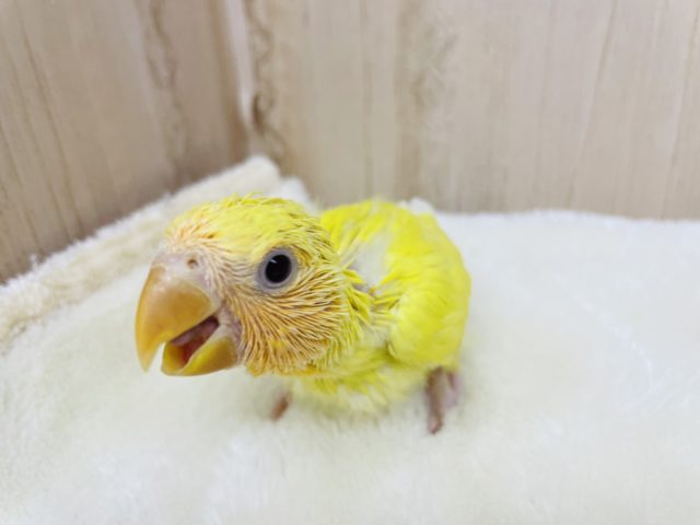 可愛さにこだわりたい!(*゚∀゚*)コザクラインコ オレンジフェイス ルチノー コザクラインコ(小桜インコ)