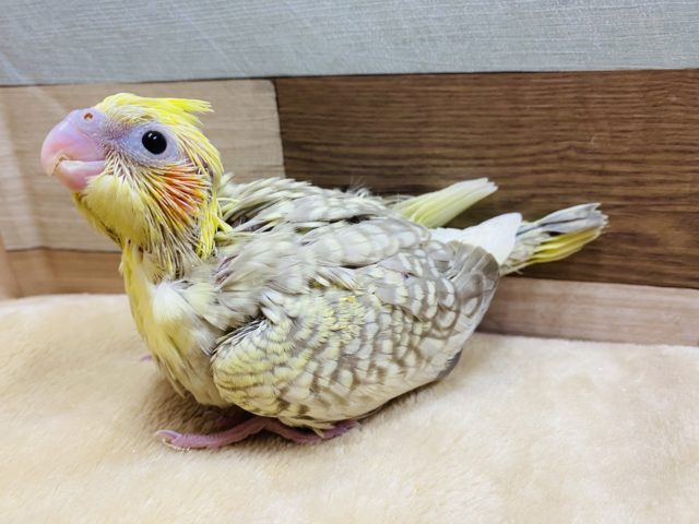 オカメインコ