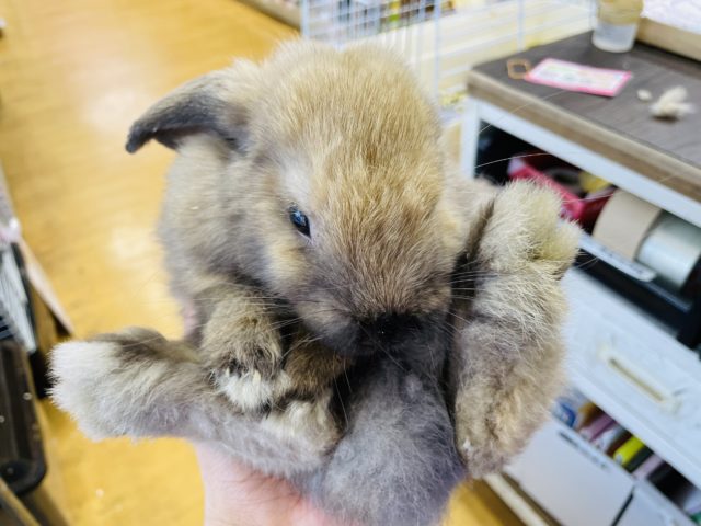 ホーランドロップ