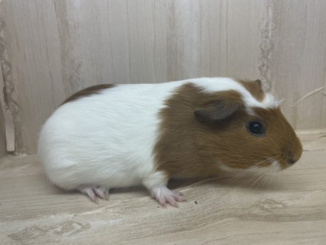 プイプイモルモットさんの登場です♪ モルモット クレステッド クレステッドモルモット