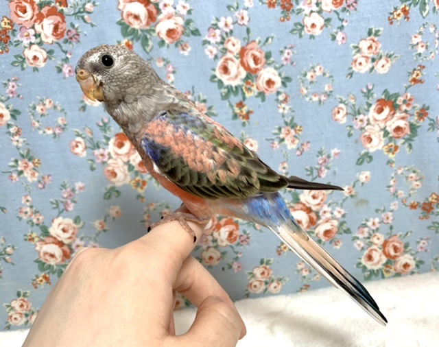 アキクサインコ（秋草インコ）