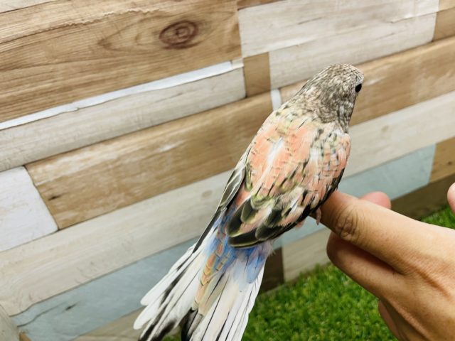 アキクサインコ（秋草インコ）