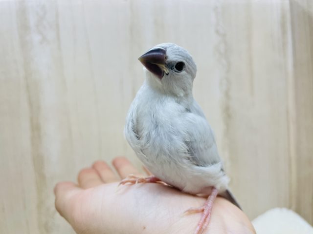 シルバー文鳥