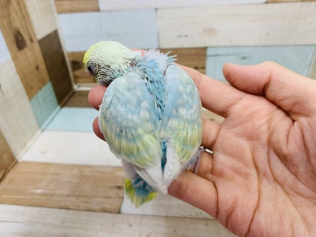 セキセイインコ