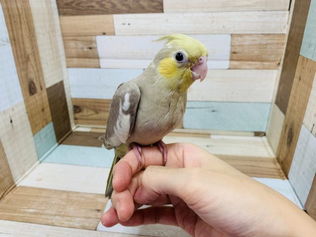 オカメインコ