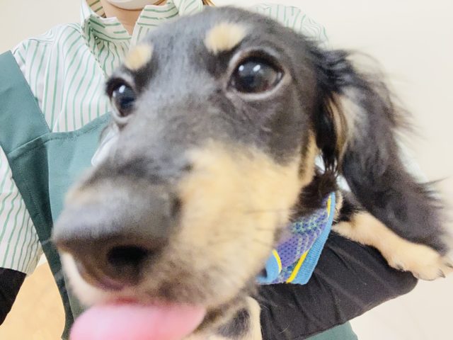 ミニチュアダックス