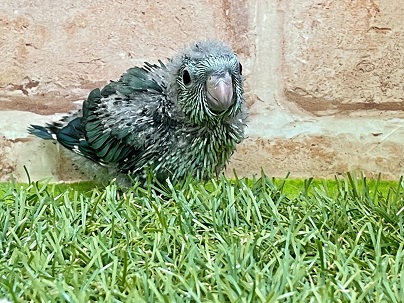 サザナミインコ