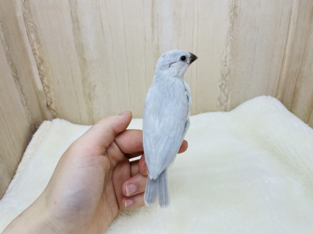 シルバー文鳥