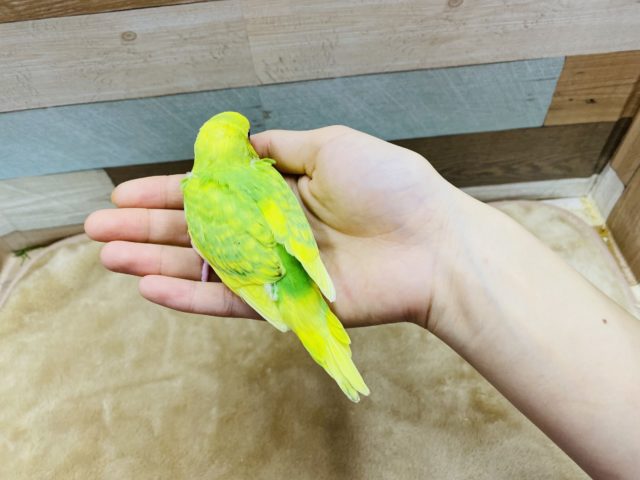 セキセイインコ