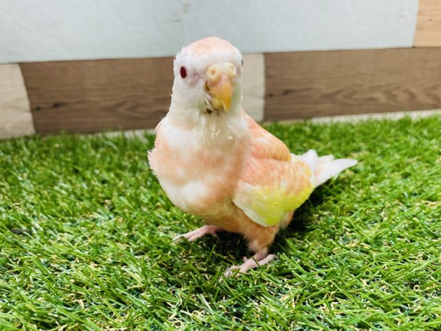 アキクサインコ（秋草インコ）