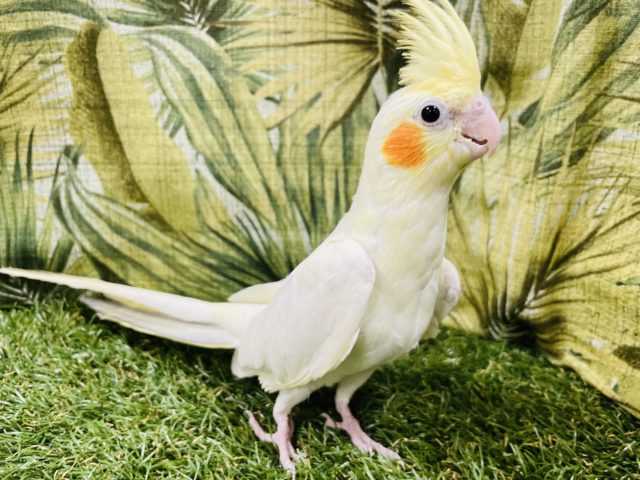 オカメインコ