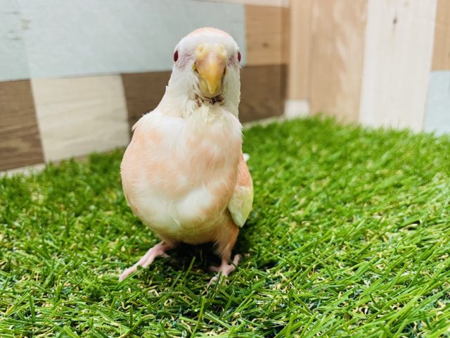 アキクサインコ（秋草インコ）