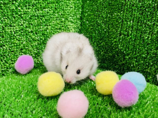 ゴールデンハムスター