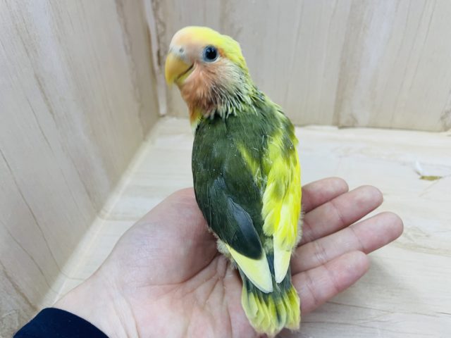 コザクラインコ（小桜インコ）