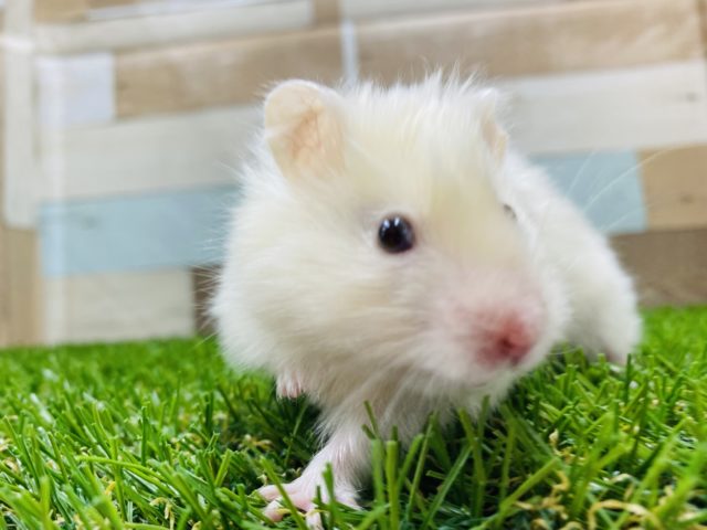 ゴールデンハムスター