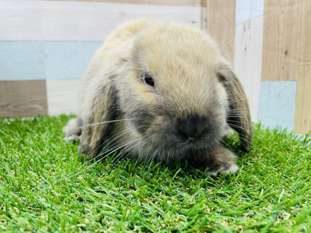 ホーランドロップ