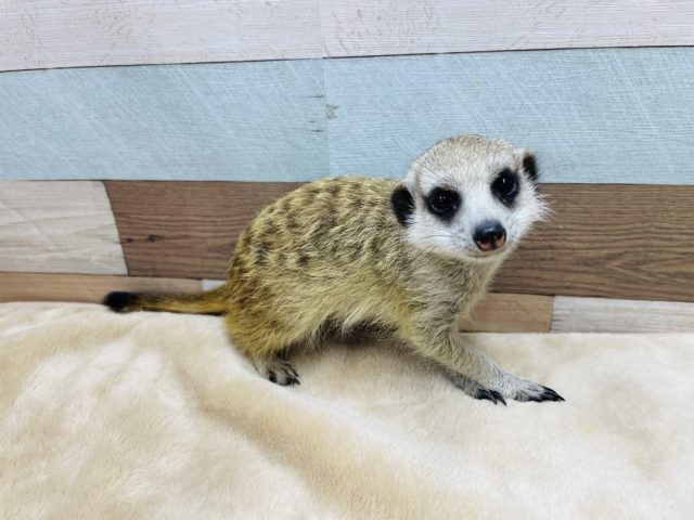 ミーアキャット