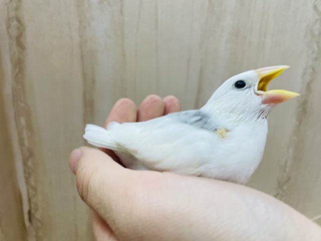 白文鳥