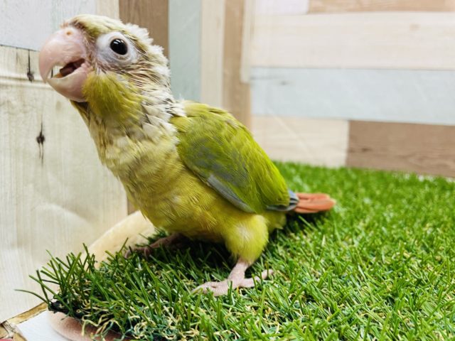 ホオミドリウロコインコ