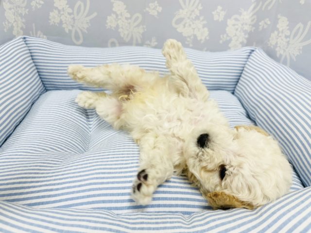 トイプードル