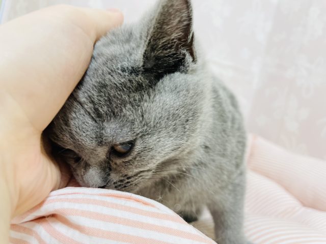 ブリティッシュショートヘア