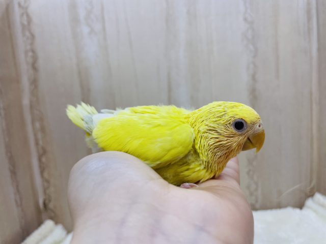 可愛さにこだわりたい!(*゚∀゚*)コザクラインコ オレンジフェイス ルチノー コザクラインコ(小桜インコ)