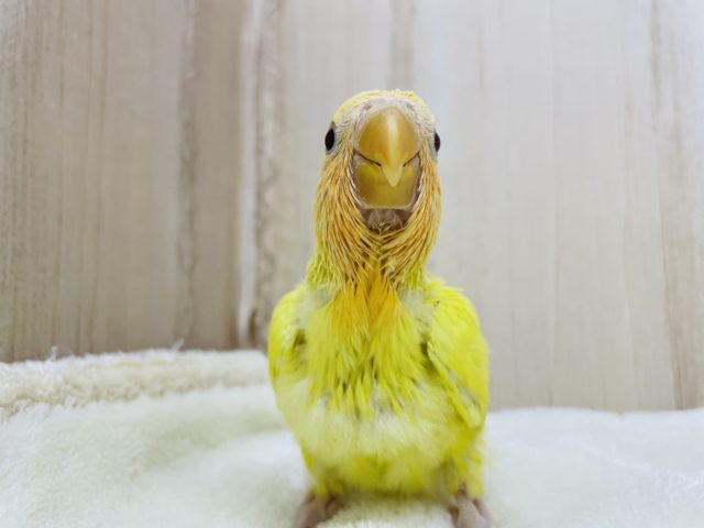 コザクラインコ（小桜インコ）
