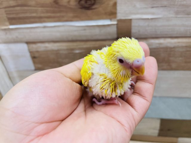セキセイインコ