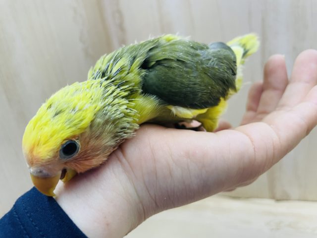 コザクラインコ（小桜インコ）