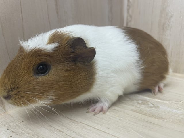 プイプイモルモットさんの登場です♪ モルモット クレステッド クレステッドモルモット