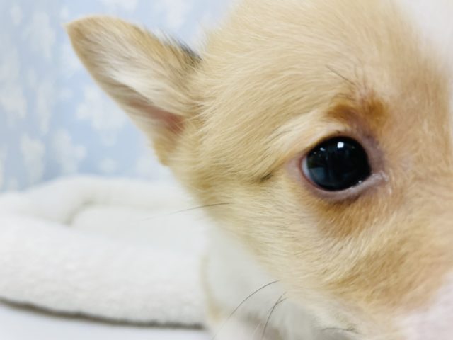 ウェルシュコーギー・ペンブローグ