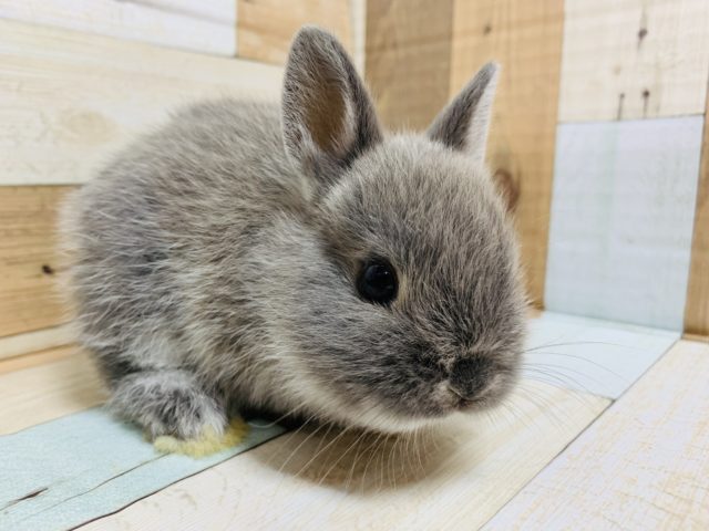 ネザーランドドワーフ