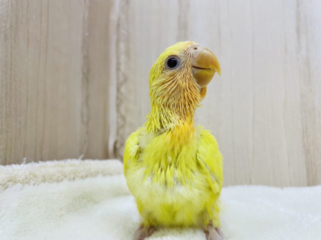 コザクラインコ（小桜インコ）
