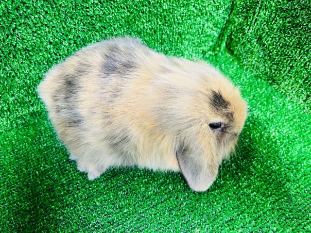 ロップイヤーラビット