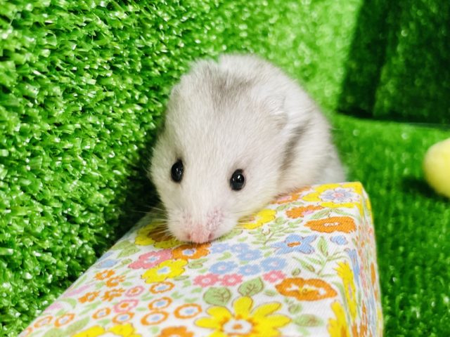 ゴールデンハムスター