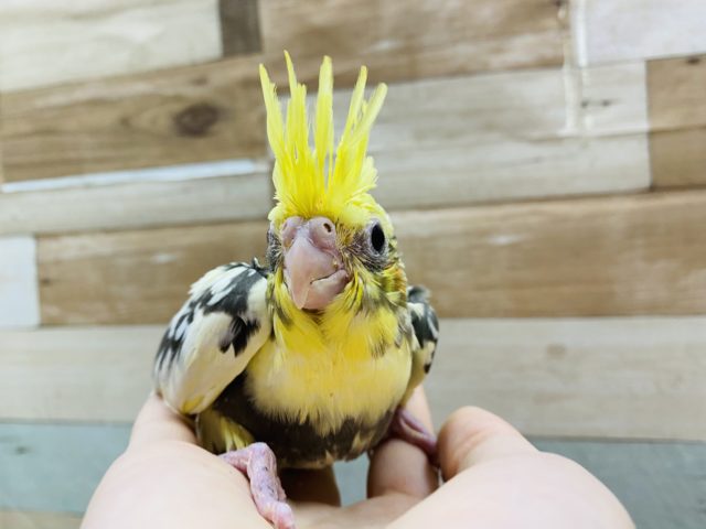 オカメインコ