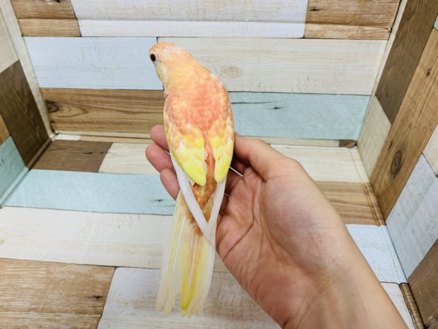 アキクサインコ（秋草インコ）