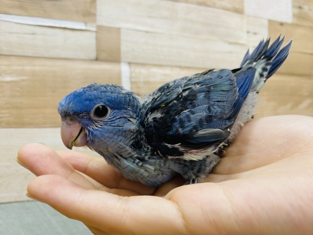 サザナミインコ