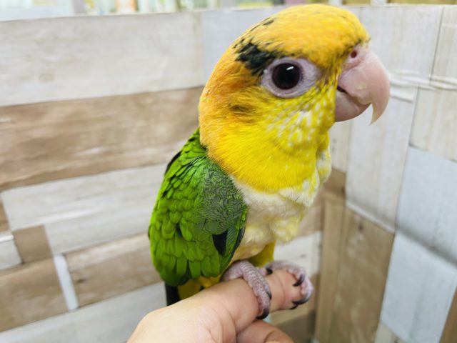 シロハラインコ