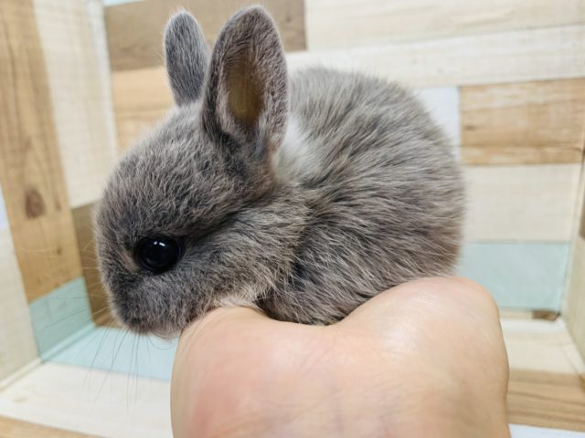 ネザーランドドワーフ