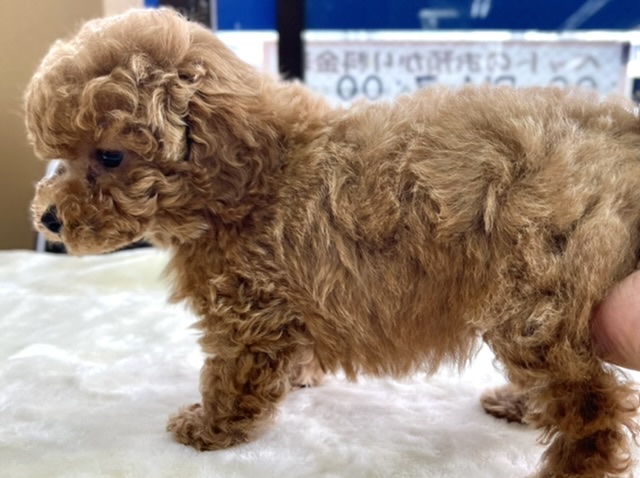 トイプードル