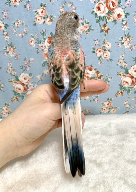 アキクサインコ（秋草インコ）