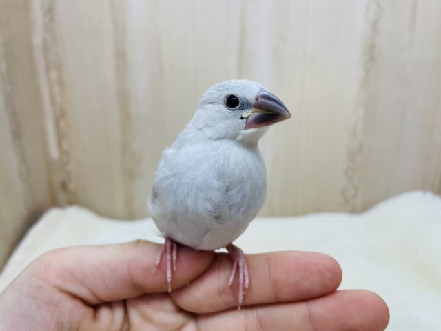 シルバー文鳥