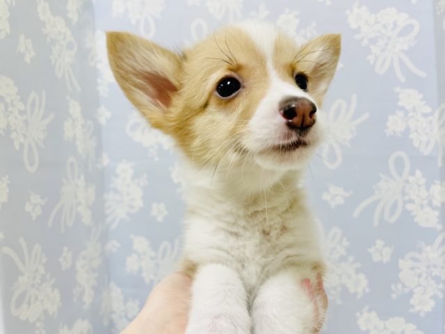 ウェルシュコーギー・ペンブローグ