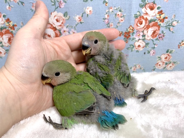 コザクラインコ（小桜インコ）