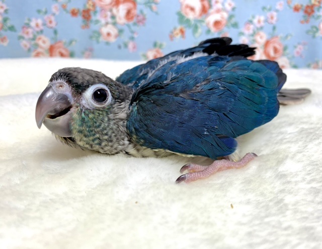 ワキコガネウロコインコ