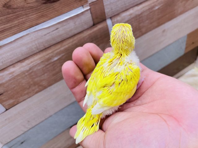 セキセイインコ
