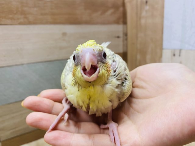 オカメインコ